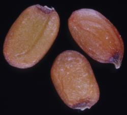 Cardamine forsteri. Seeds.
 Image: P.B. Heenan © Landcare Research 2019 CC BY 3.0 NZ